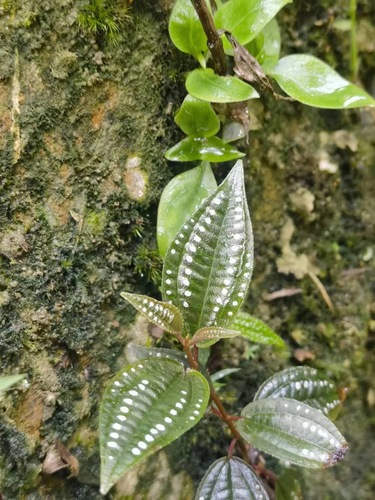 Blastus cochinchinensis iNat (1)