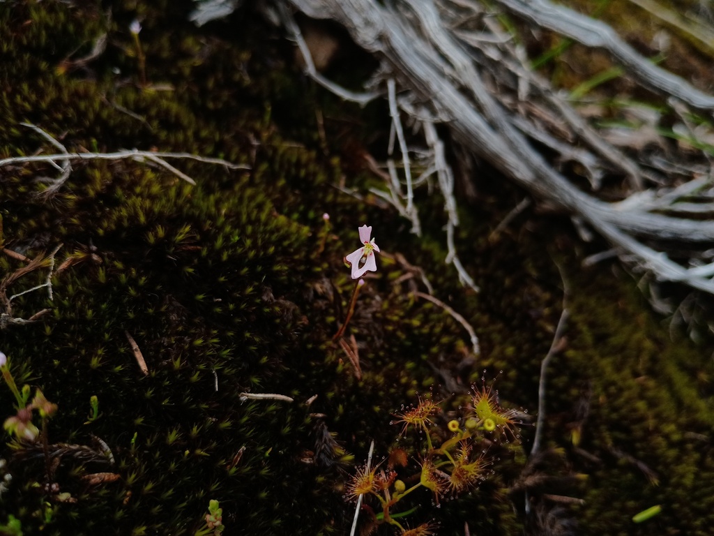 Stylidium androsaceum (Stylidium androsaceum)