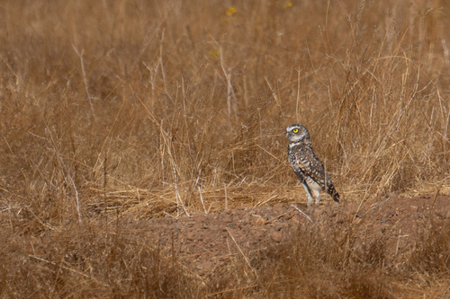 iNaturalist observation photo of Burrowing Owl