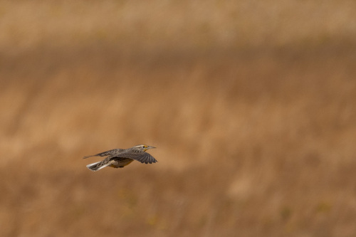 iNaturalist observation photo of Western Meadowlark