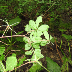 Rhododendron prinophyllum