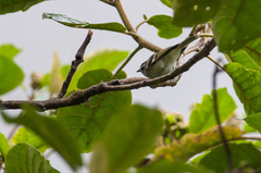 Mecocerculus stictopterus