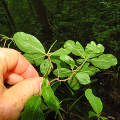 Rhododendron prinophyllum