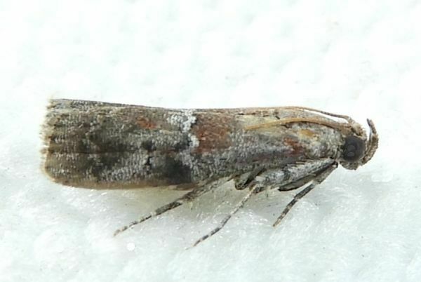 Salebriaria pumilella