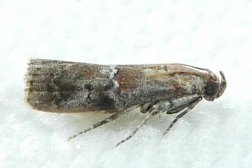 Salebriaria pumilella
