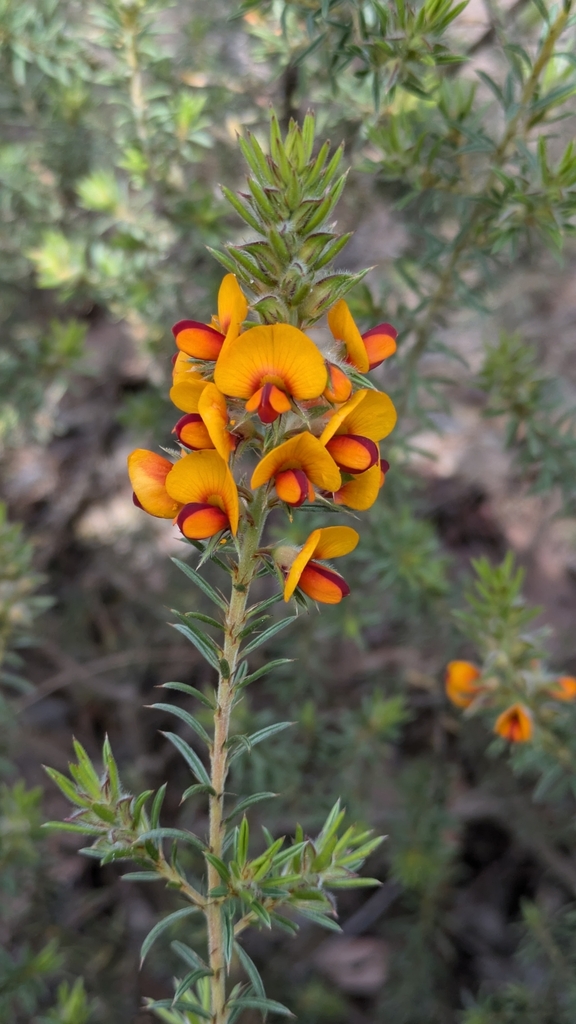 Pultenaea setulosa