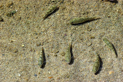 Cyprinodon salinus salinus