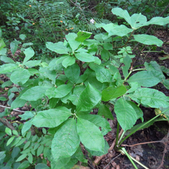 Rhododendron prinophyllum