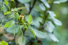 Kleinothraupis atropileus