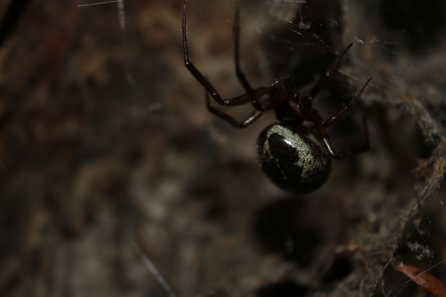 Noble false widow