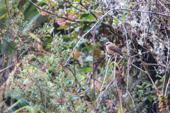 Ochthoeca fumicolor
