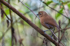 Junin Antpitta photo 2