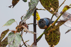 Conirostrum sitticolor