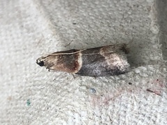 Moodna ostrinella