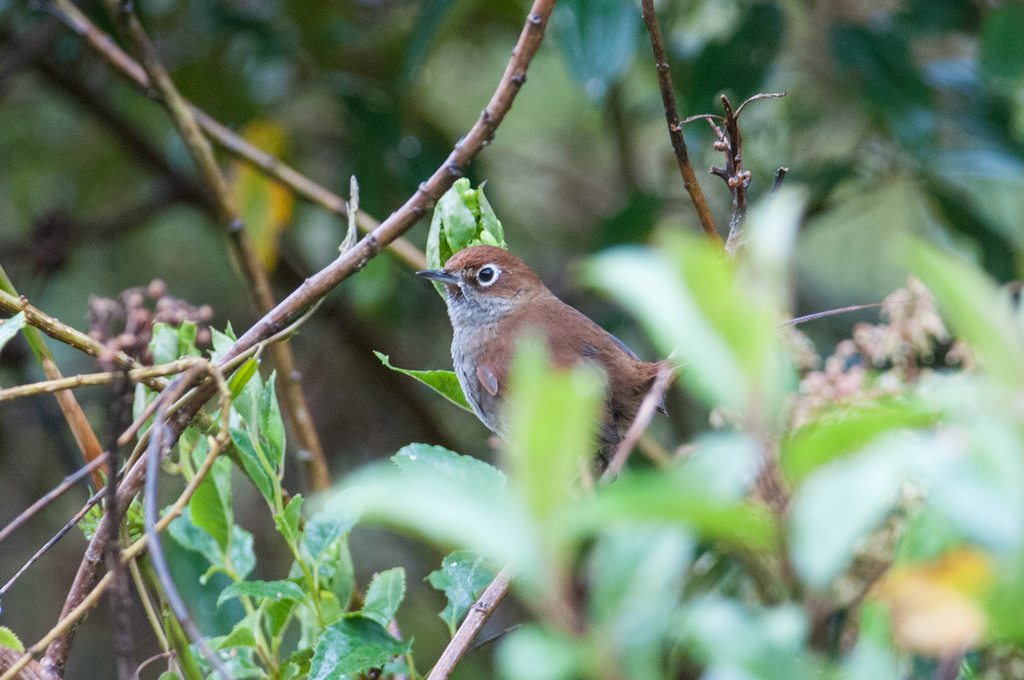 Eye-ringed Thistletail (Asthenes palpebralis) photo