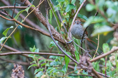 Asthenes palpebralis