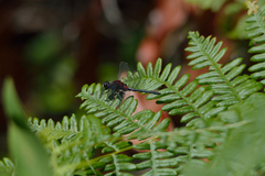 Leucorrhinia proxima
