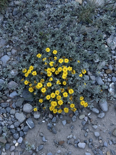 Image of Thymophylla micropoides by (c) Andrea Villarreal Rodríguez, some rights reserved (CC BY)