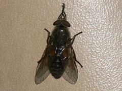 Hybomitra bimaculata