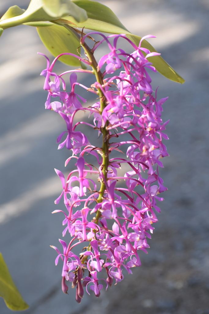 Epidendrum magnificum Schltr.