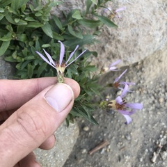 Eucephalus ledophyllus
