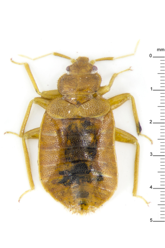 Tropical Bed Bug photo 3