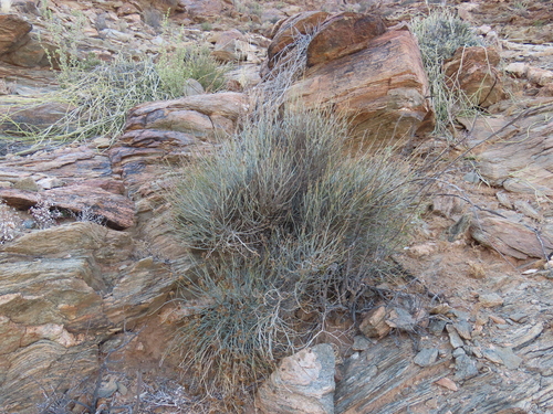 Image of Hermbstaedtia glauca by no rights reserved