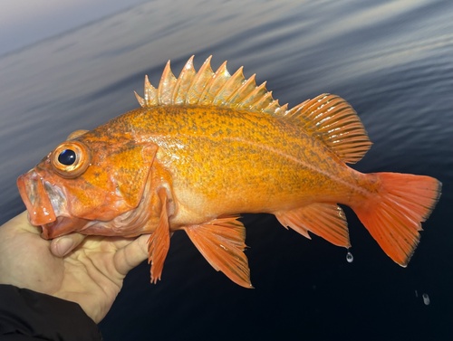 Rock cod (Sebastes miniatus) — Sebastidae — 3