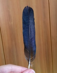 Corvus monedula soemmerringii