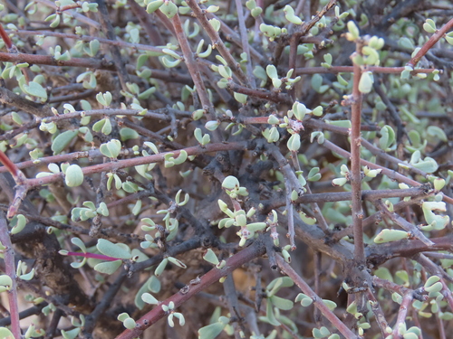 Portulacaria fruticulosa