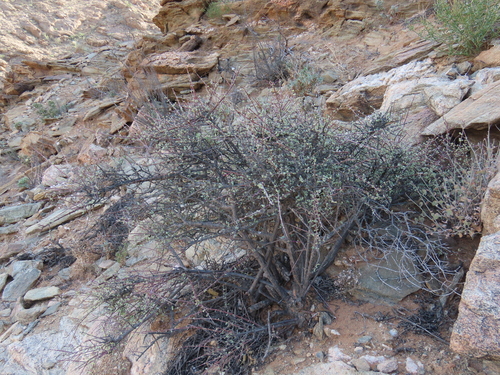 Portulacaria fruticulosa