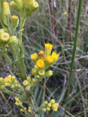 Senecio hydrophilus