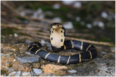 Chinese Cobra photo 2