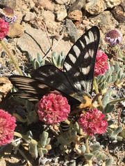 Hemileuca hera magnifica