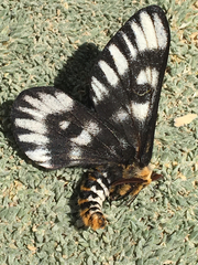 Hemileuca hera magnifica