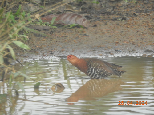 Red-legged Crake