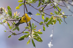 Cnemoscopus rubrirostris chrysogaster