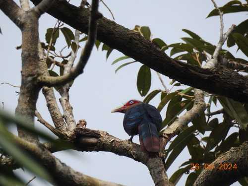 Chestnut-breasted Malkoha