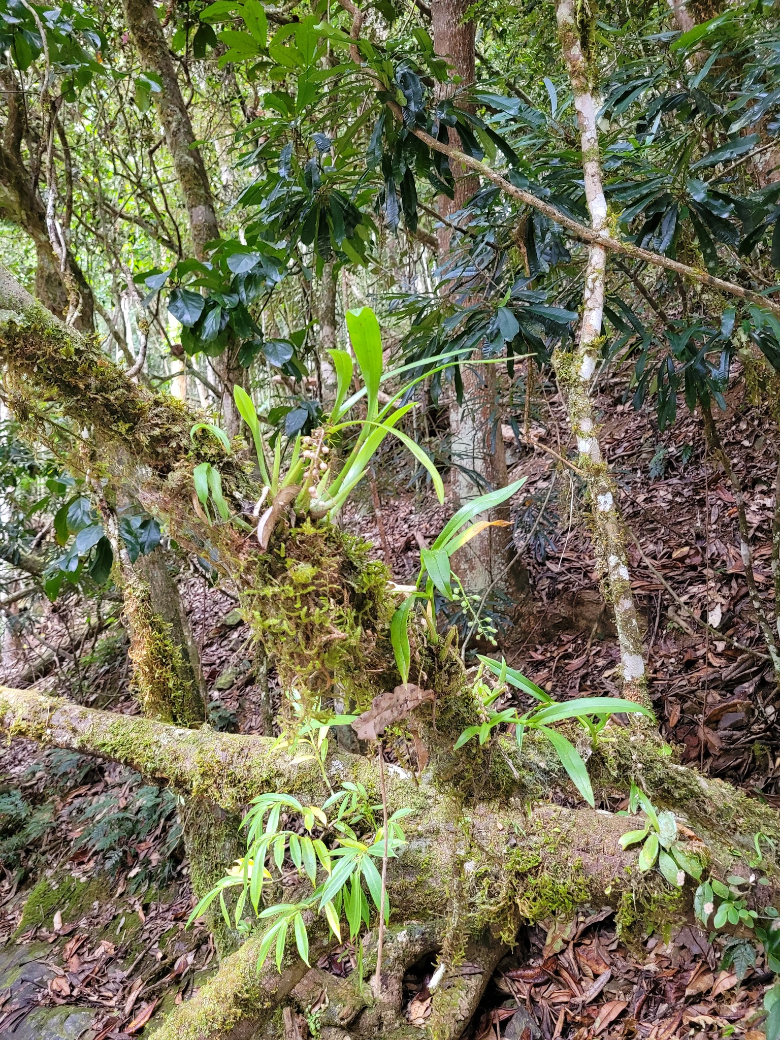 Imagem de Orquídea-gafanhoto