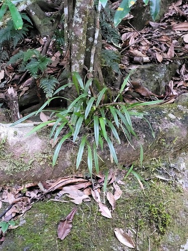 Stichorkis gibbosa observed 2024-09-21