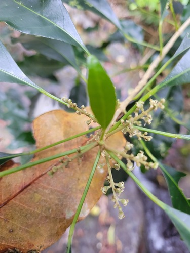 Claoxylon insulanum observed 2024-09-21