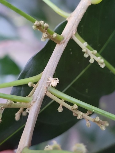 Foto de Tapiá-guaçu
