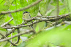 Pogonotriccus ophthalmicus