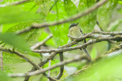 Pogonotriccus ophthalmicus