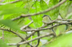 Pogonotriccus ophthalmicus