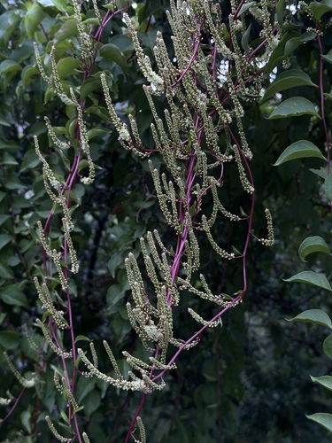 Image of Anredera vesicaria by (c) Andrea Villarreal Rodríguez, some rights reserved (CC BY)