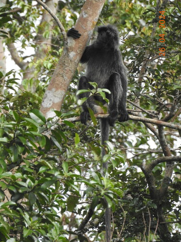 Silvered Leaf Monkey