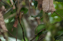 Anabacerthia striaticollis