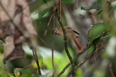 Anabacerthia striaticollis