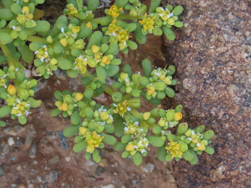 Image of Tetraena simplex by no rights reserved